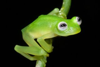 Pour la biodiversité, la limite acceptable serait un taux de disparition des espèces dix fois supérieur au taux moyen sur les 10 derniers millions d'années. Or les extinctions se produisent à notre époque au moins 100 fois plus vite, soit dix fois...